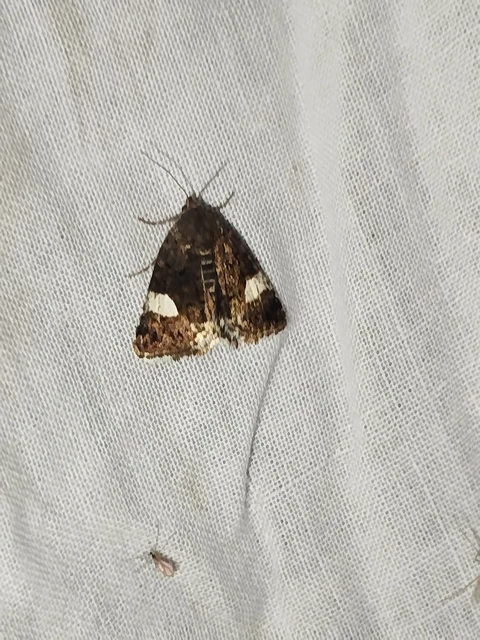 Tyta luctuosa - fekete nappalibagoly
