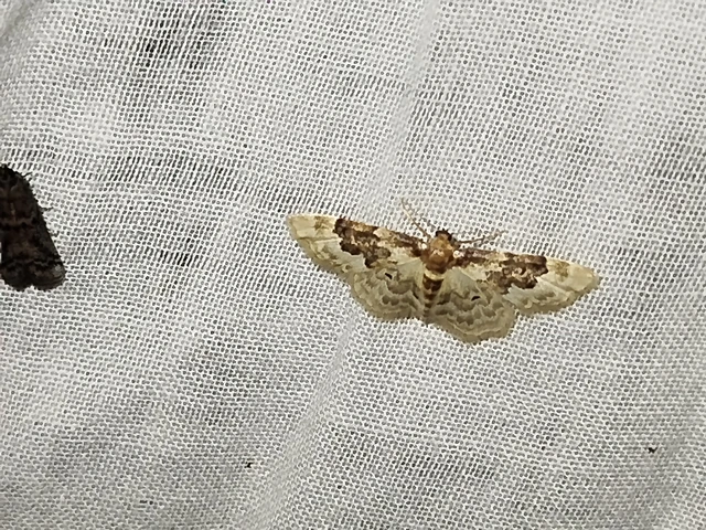 Idaea rusticata - tarka apróaraszoló