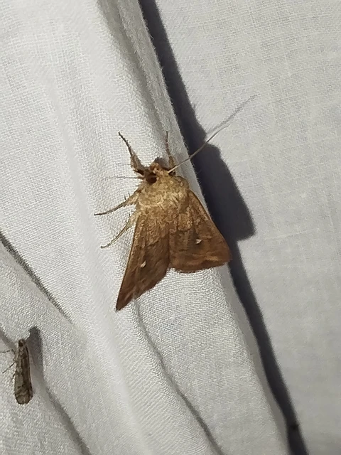 Mythimna albipuncta - fehérpettyes rétibagoly
