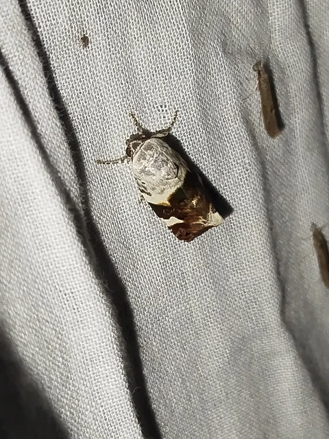 Acontia lucida - fehér nappalibagoly