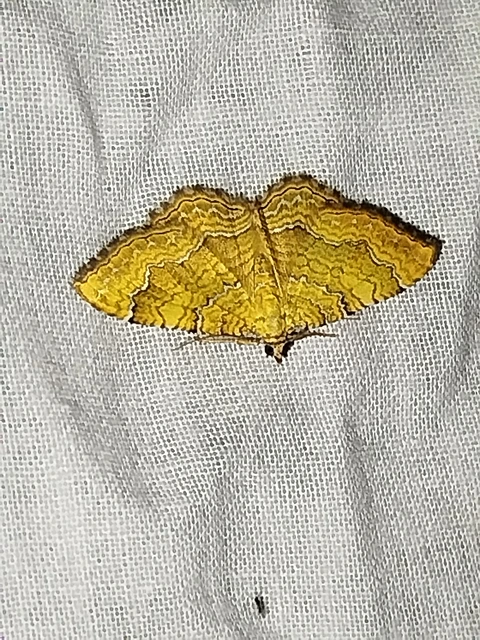 Camptogramma bilineata - kétvonalas sávosaraszoló