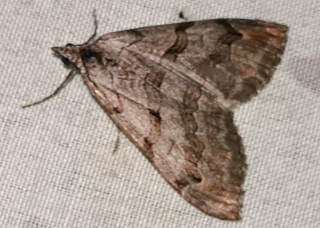 Aplocera plagiata - szürke csíkosaraszoló
