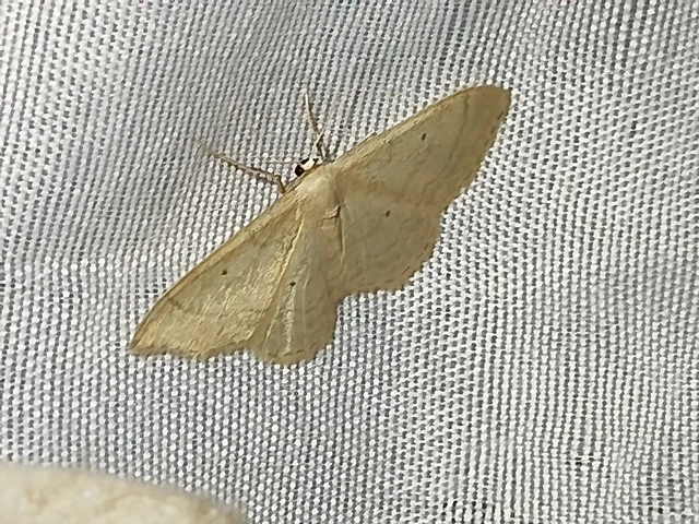 Idaea straminata - szalmasárga sávosaraszoló