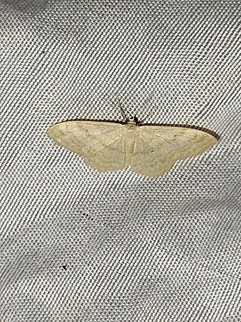 Idaea deversaria - egyszínű sávosaraszoló