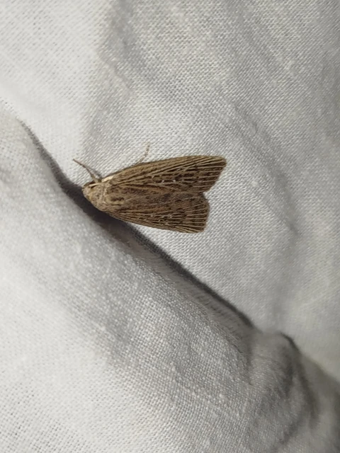 Chilodes maritima - négyfoltos nádibagoly