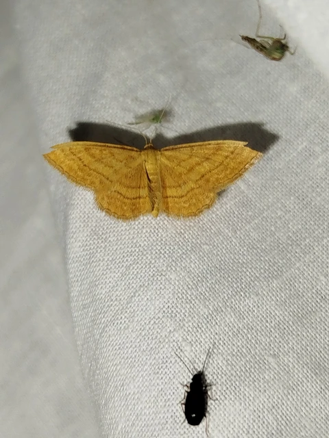 Idaea ochrata - okkerszínű sávosaraszoló