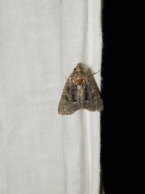 Oligia strigilis/latruncula/versicolor