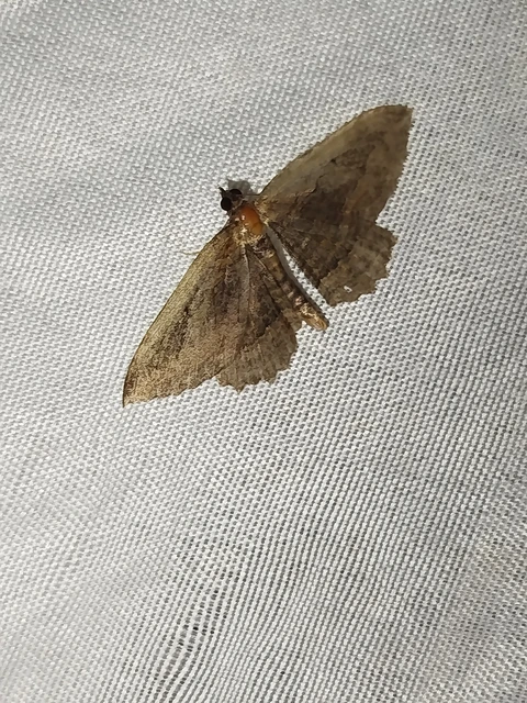 Philereme transversata - varjútövis-araszoló