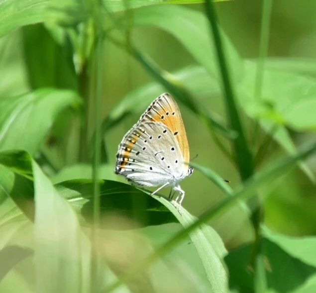 Lycaena dispar rutilus - nagy tűzlepke