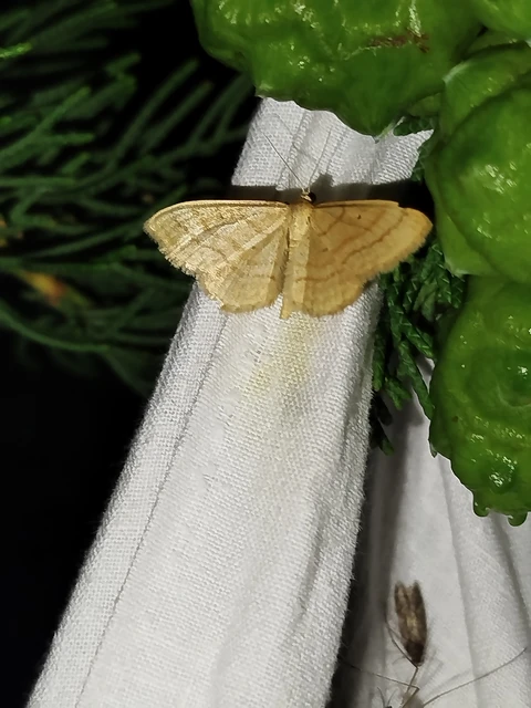 Idaea rufaria - vörhenyes sávosaraszoló