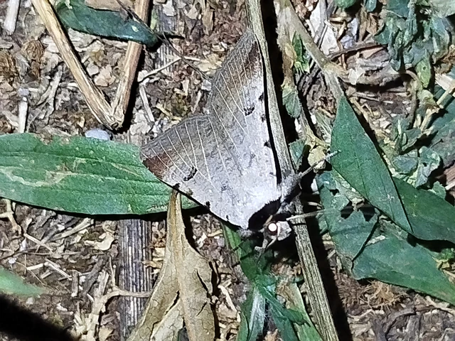 Lygephila craccae - gyakori csüdfűbagoly