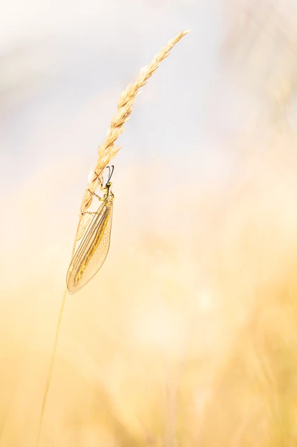 Myrmecaelurus trigrammus - hangyafarkas