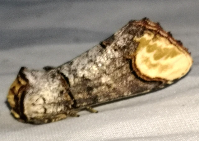 Phalera bucephala - sárgafoltos púposszövő