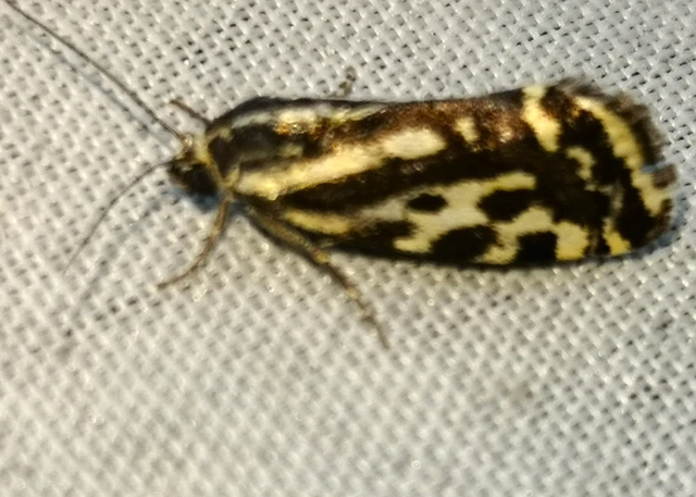 Emmelia trabealis - zebrabagoly