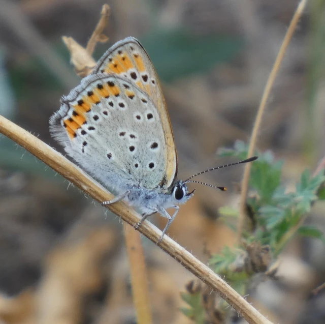 Lycaena thersamon - kis tűzlepke