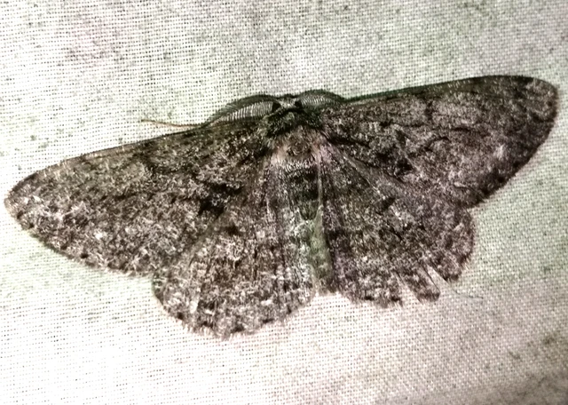 Hypomecis roboraria - nagy tölgyfaaraszoló