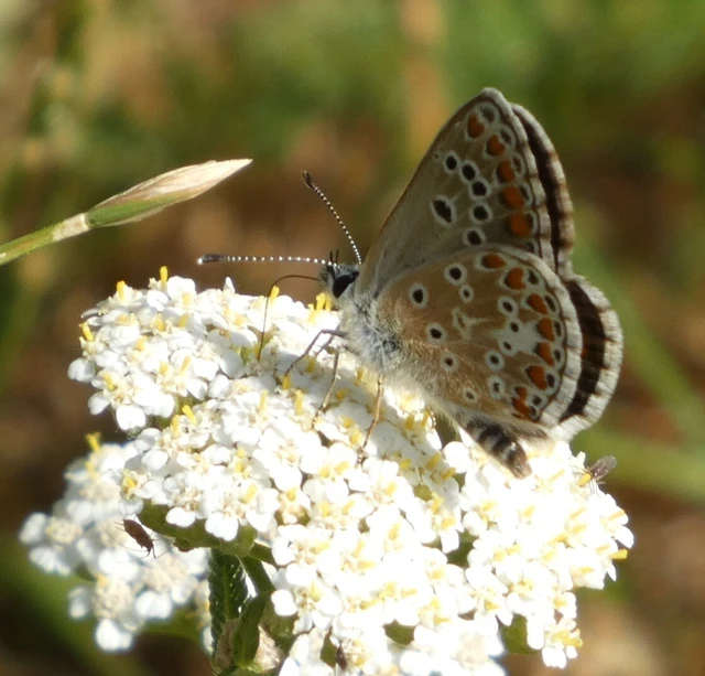 Polyommatus bellargus - égszínű boglárka