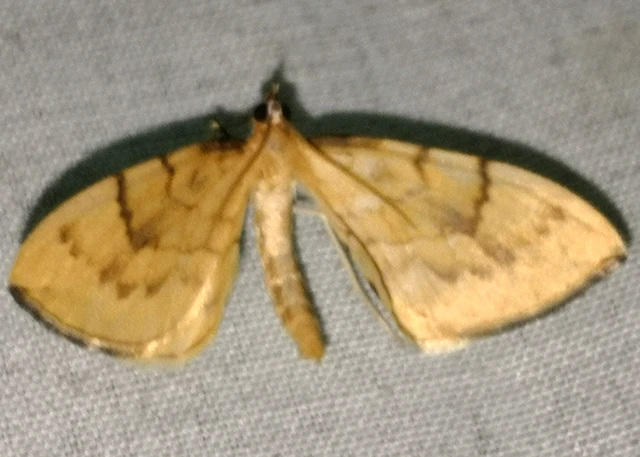 Eulithis pyraliata - sárga galajaraszoló