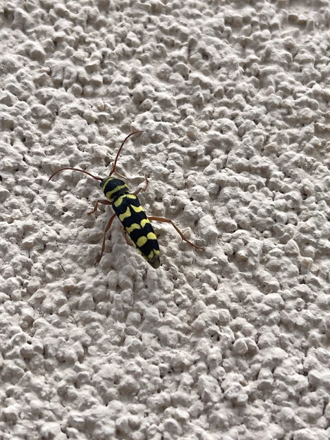 Echinocerus floralis - lucerna-darázscincér