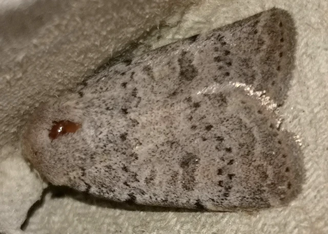 Hoplodrina respersa - bogáncs-selymesbagoly