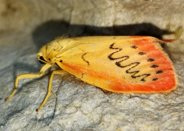 Miltochrista miniata - piros medvelepke