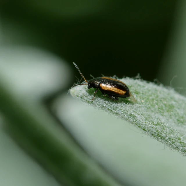 Phyllotreta vittula - muharbolha