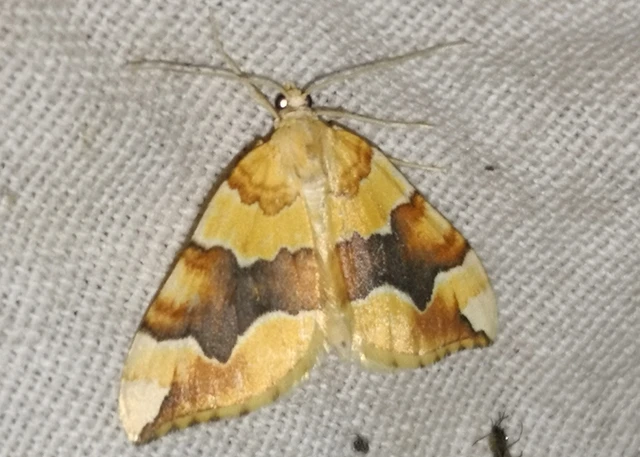Cidaria fulvata - rózsaaraszoló