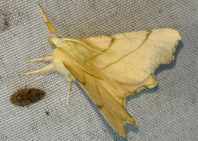 Ennomos erosaria - hársfa-levélaraszoló