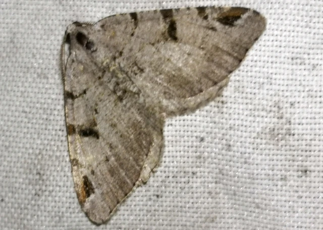 Macaria wauaria - ribiszkearaszoló