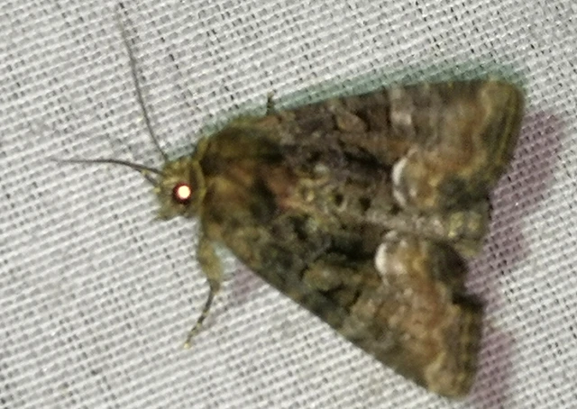Oligia strigilis/latruncula/versicolor