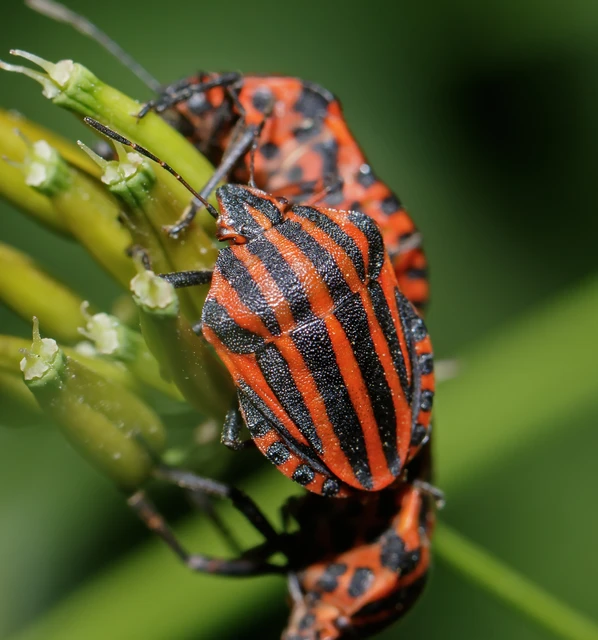 Graphosoma italicum - csíkos pajzsospoloska