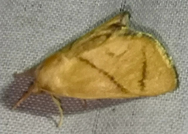 Apoda limacodes - kagylólepke