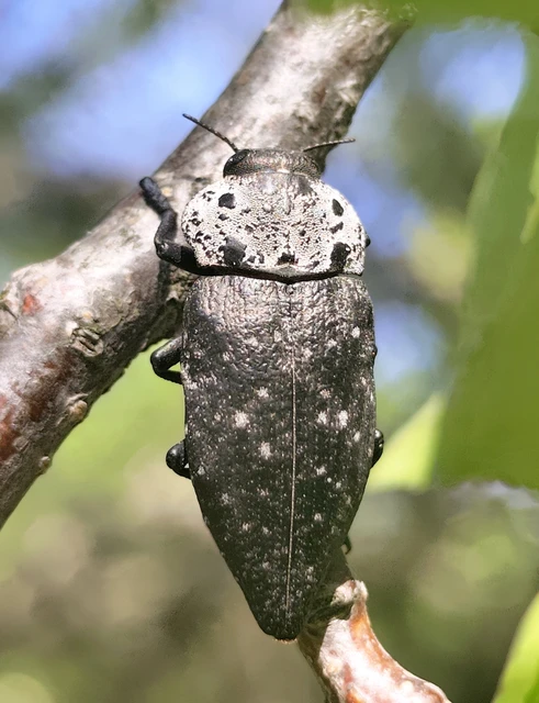 Capnodis tenebrionis - kökény-tükrösdíszbogár