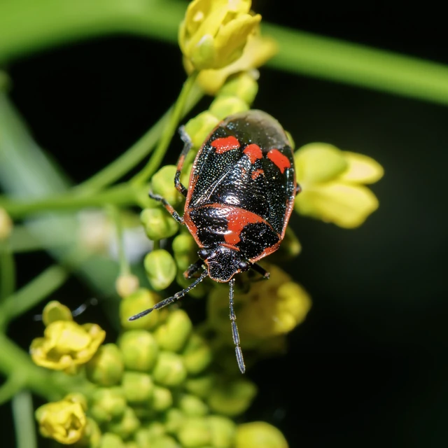 Eurydema oleracea - paréjpoloska Eurydema oleracea - paréjpoloska