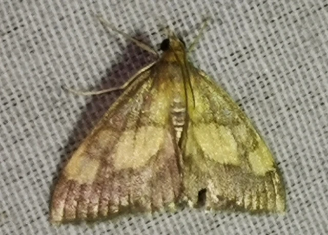 Evergestis limbata - közönséges dudvamoly
