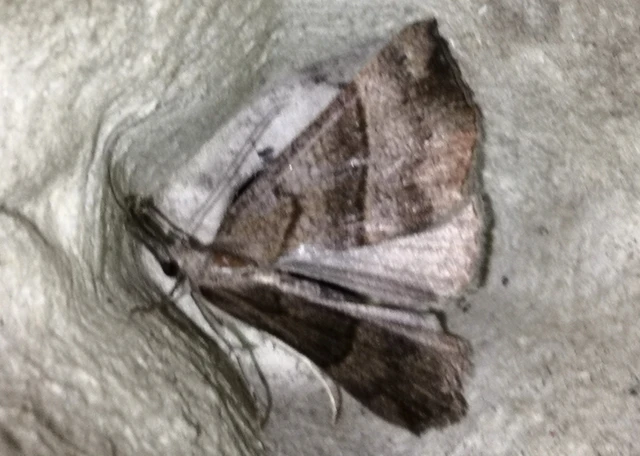 Hypena proboscidalis - ormányos karcsúbagoly