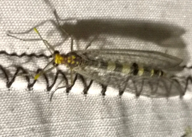 Megistopus flavicornis - kétfoltos hangyaleső