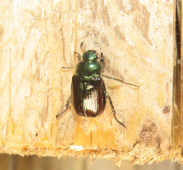 Rutelinae Rutelinae