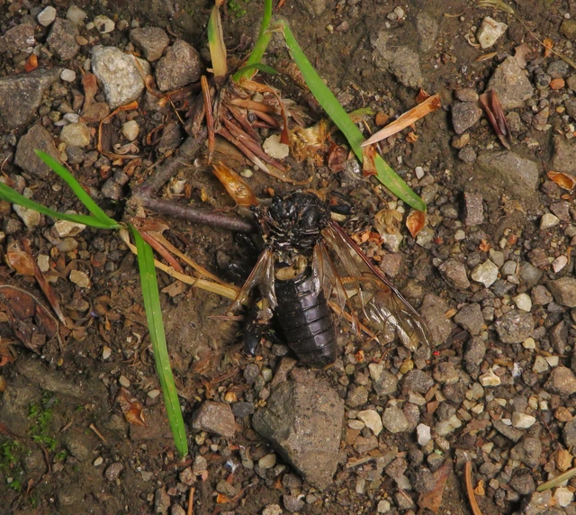 Hymenoptera - Hártyásszárnyúak