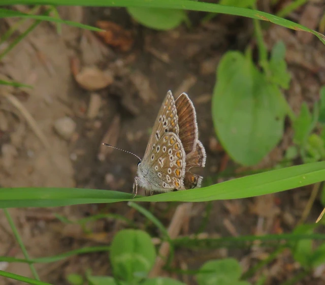 Polyommatus icarus - közönséges boglárka