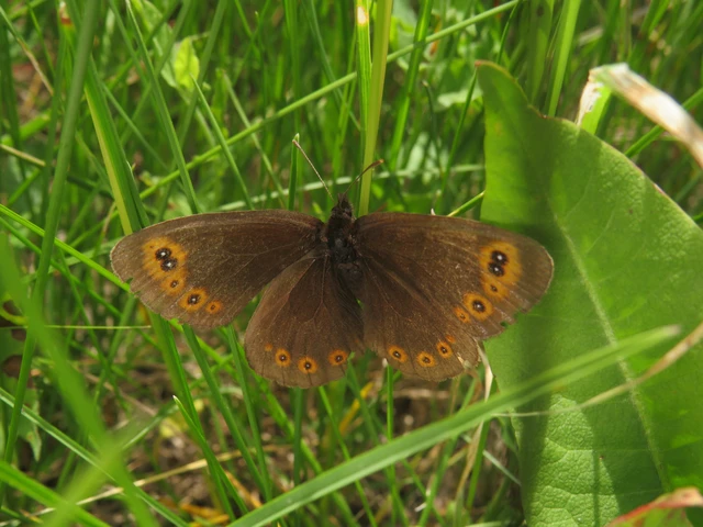 Erebia medusa - tavaszi szerecsenlepke