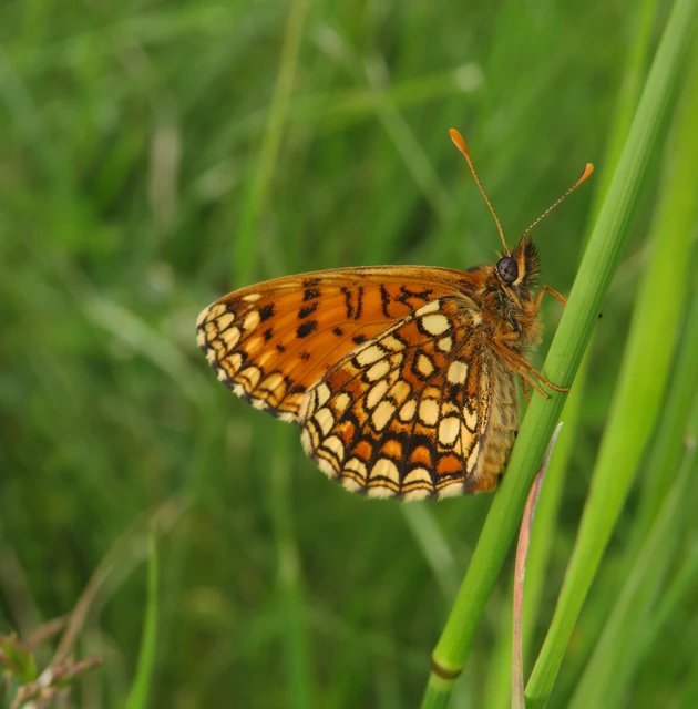 Melitaea britomartis - barnás tarkalepke