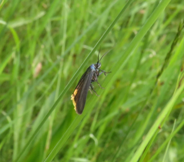 Catastia marginea - fekete karcsúmoly