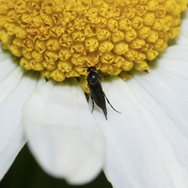Mordellidae - marókafélék