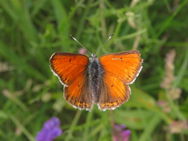 Lycaena hippothoe - havasi tűzlepke