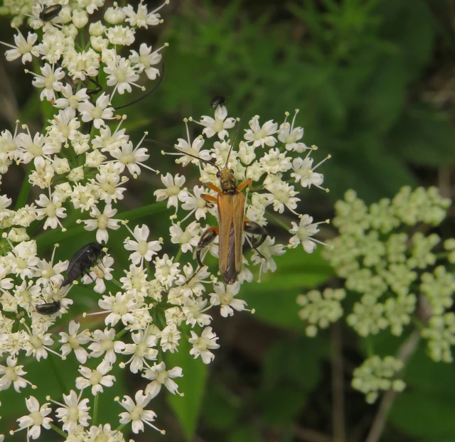 Oedemera podagrariae - székfű-álcincér