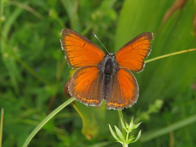 Lycaena hippothoe - havasi tűzlepke