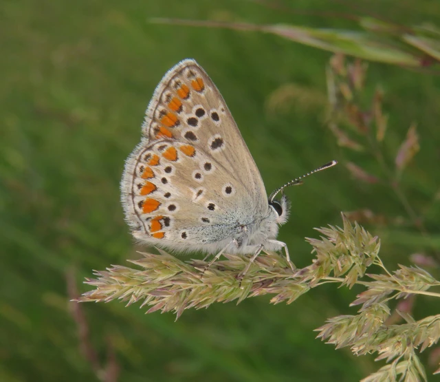 Aricia artaxerxes issekutzi - bükki szerecsenboglárka