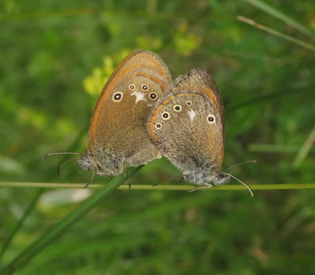 Coenonympha glycerion - közönséges szénalepke