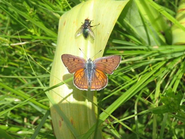 Lycaena alciphron - ibolyás tűzlepke